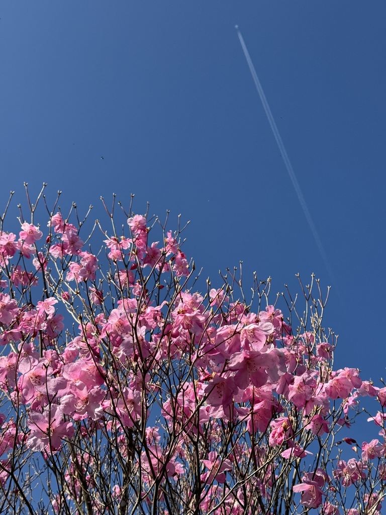 アケボノツツジと飛行機雲