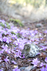 ミツバツツジの落花