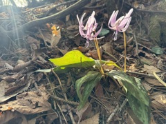 カタクリの花