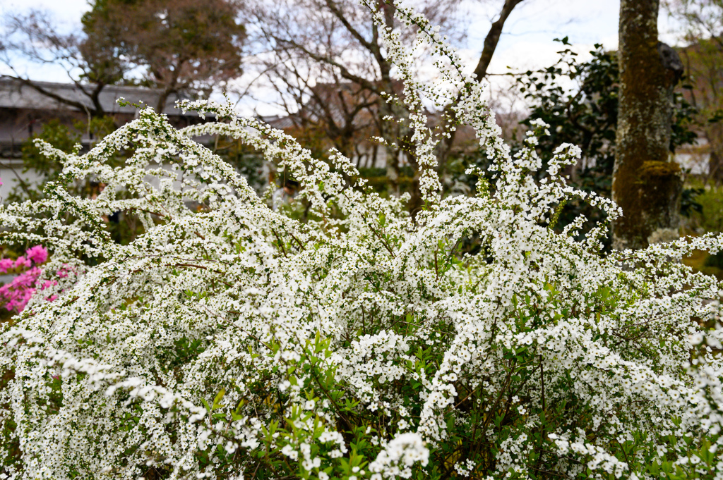 これなんて花でしたっけ？