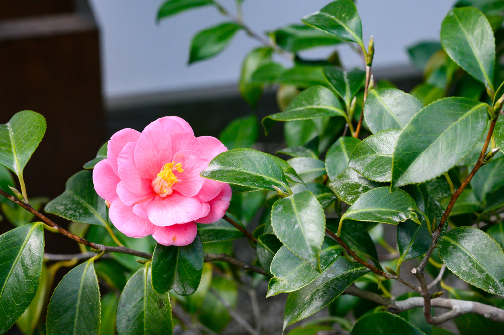 この花は？