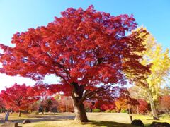 京都一の紅葉智積院