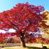 京都一の紅葉智積院