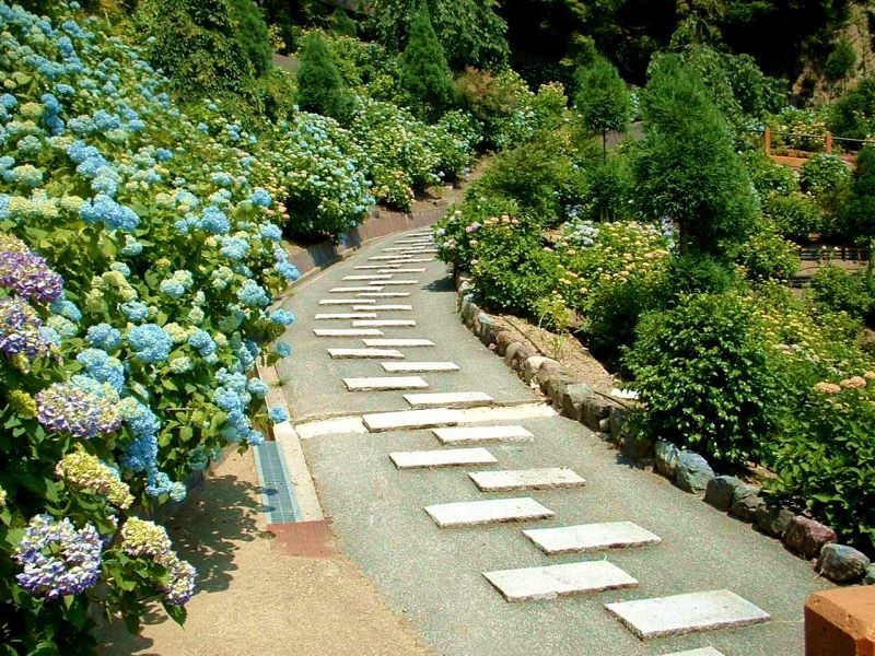 天空の紫陽花、京都吉峯寺