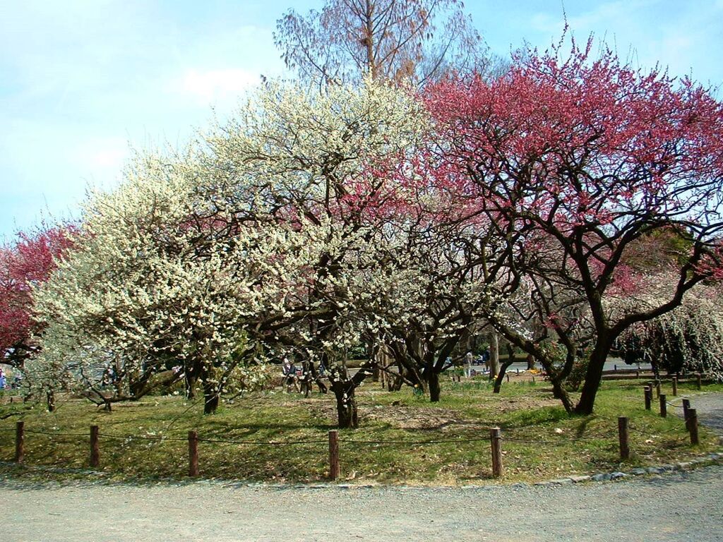 京都府立植物園の梅