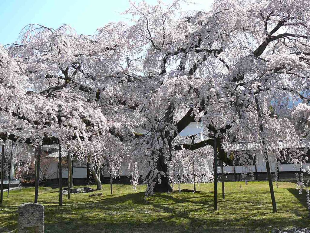 京都醍醐寺の桜