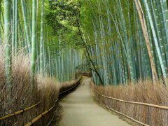 嵯峨野の夏