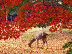 奈良公園の鹿と紅葉