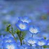長居植物園のネモフィラ