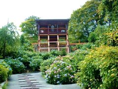 天空の紫陽花、京都吉峯寺