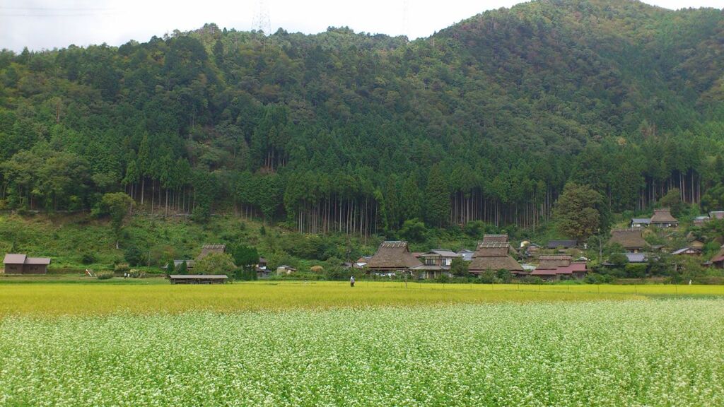 京都美山の蕎麦畑