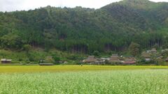 京都美山の蕎麦畑