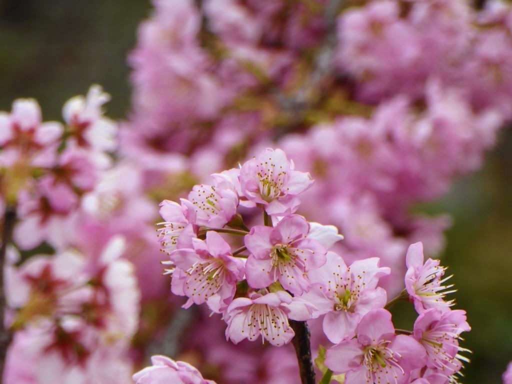 早咲きの桜