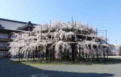奈良山の辺の道の超巨大桜