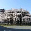 奈良山の辺の道の超巨大桜