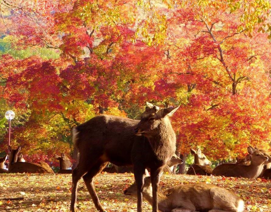 奈良公園のナンキンハゼの紅葉と鹿