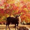 奈良公園のナンキンハゼの紅葉と鹿