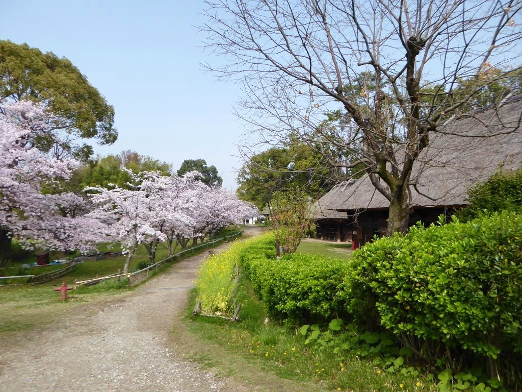 故郷の桜