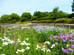 馬見丘陵公園の菖蒲