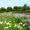 馬見丘陵公園の菖蒲