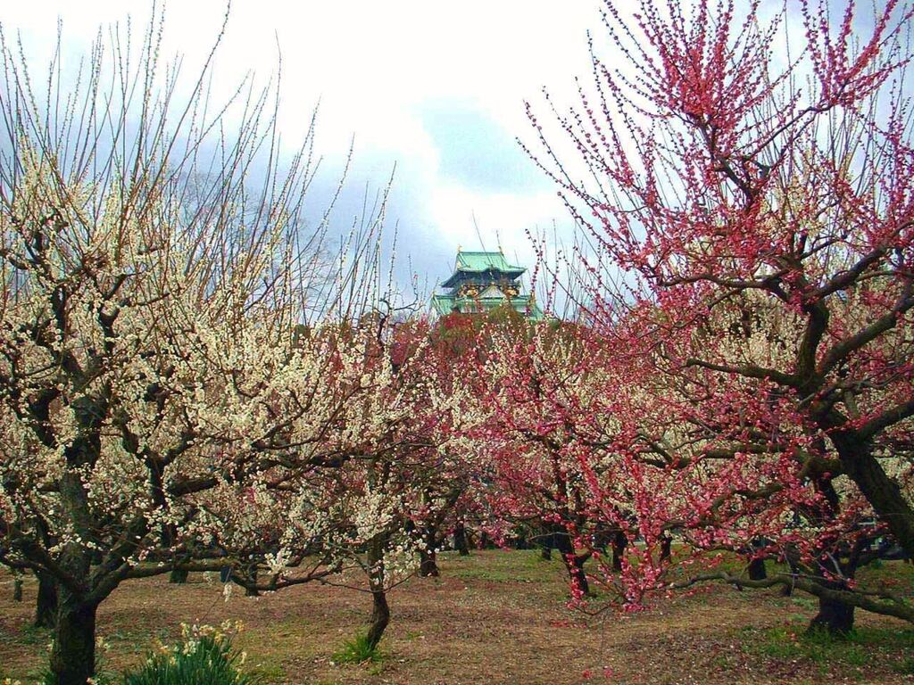 大阪城の梅