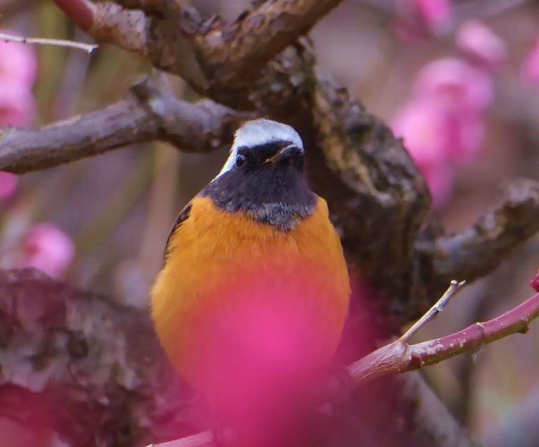 大阪城のジョウビタキ