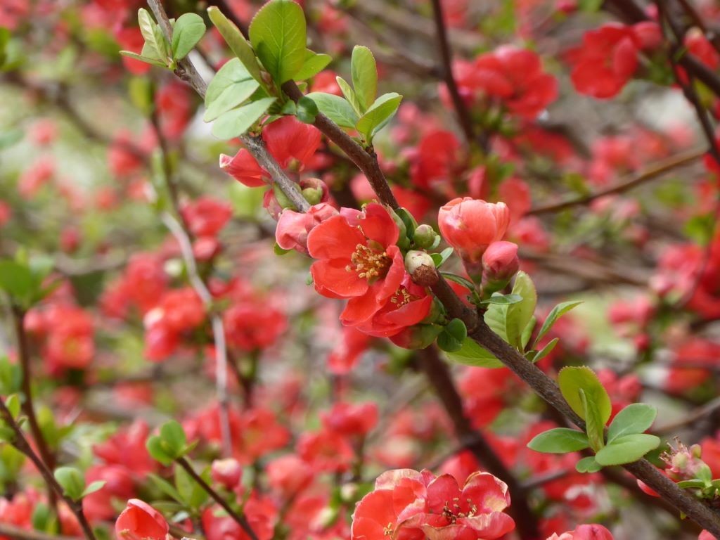 ボケの花
