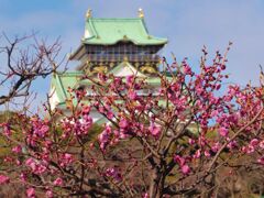 日光梅と大阪城