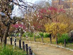大阪城の梅の道