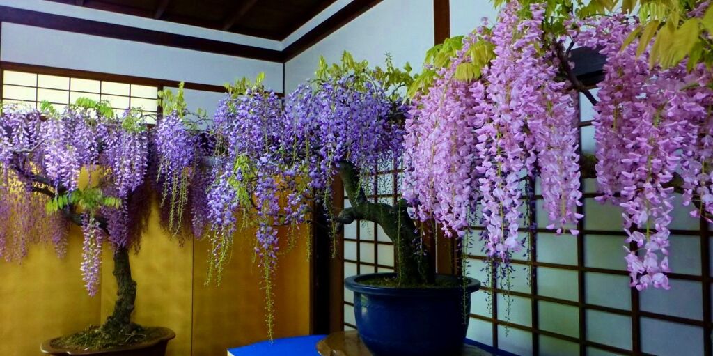 世界一の盆藤展