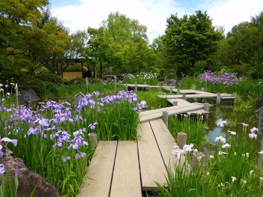 堺大仙公園日本庭園の菖蒲