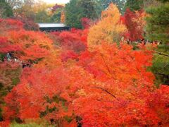 世界一の紅葉京都東福寺