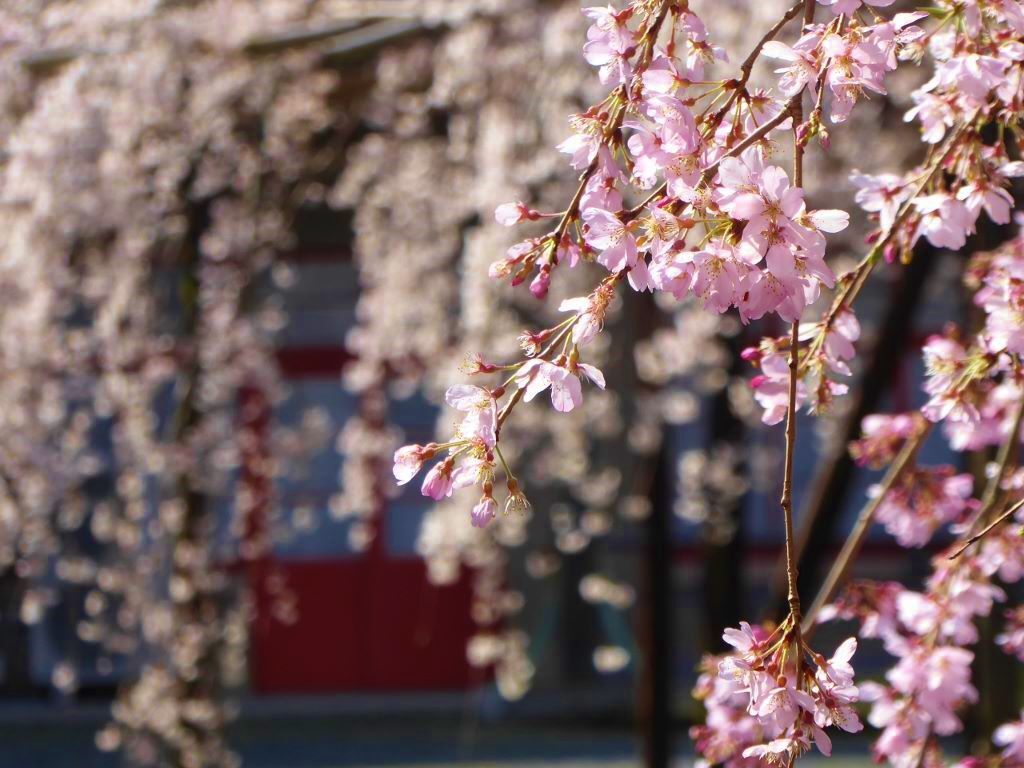 奈良山の辺の道の超巨大桜