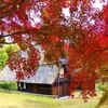 故郷の紅葉