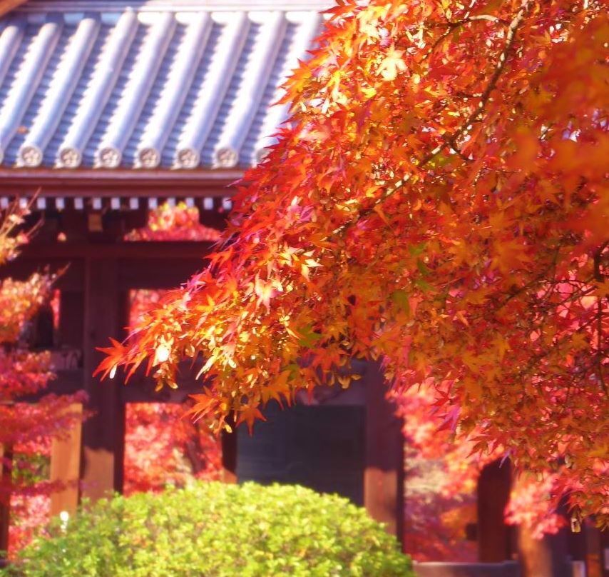 京都一の紅葉智積院