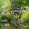 松尾大社の山吹