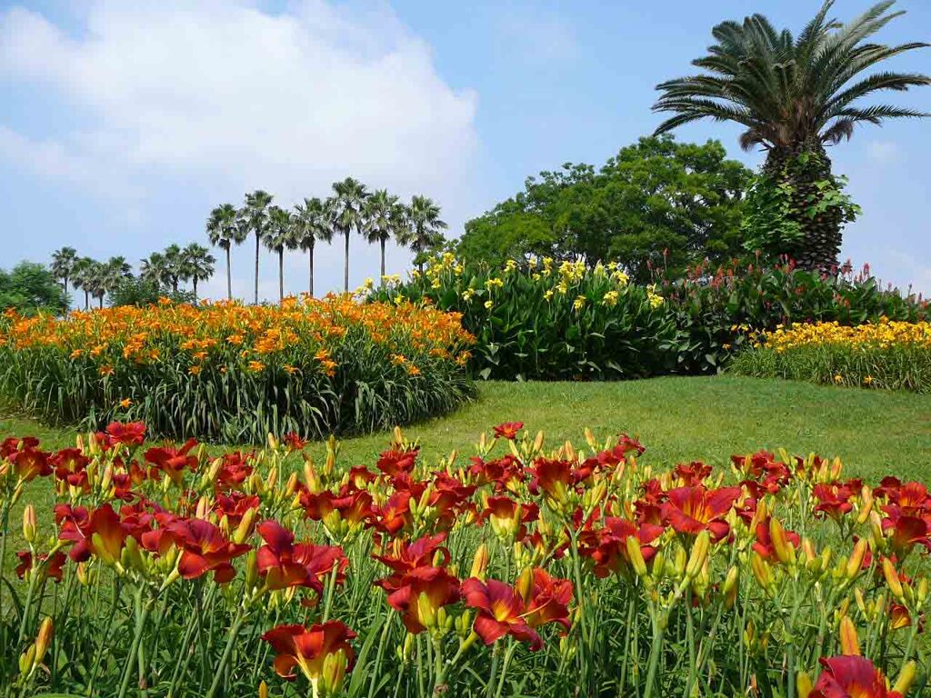 長居植物園のヘメロカリス