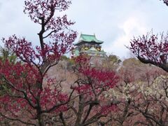 大阪城の梅