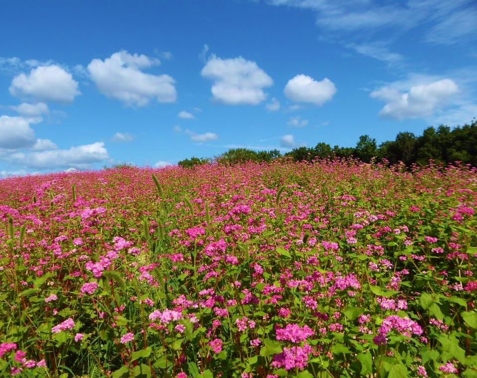 赤蕎麦の花