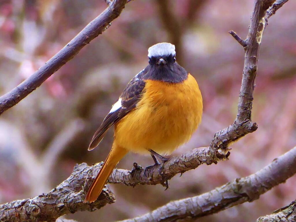 鳥P1090954 (1280x960)