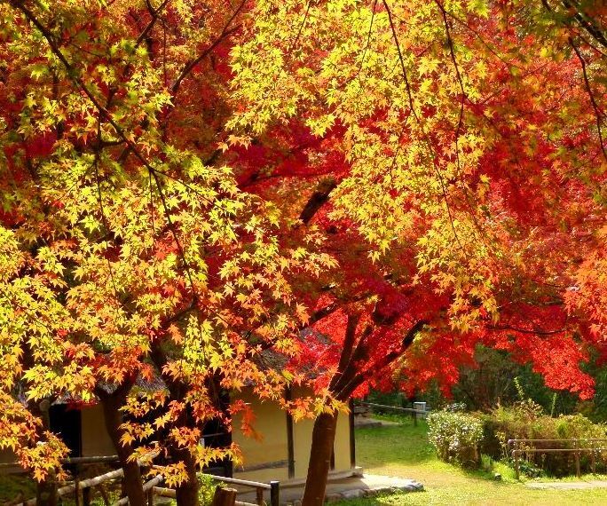 故郷の紅葉