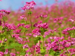 赤蕎麦の花