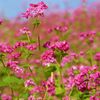 赤蕎麦の花