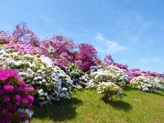 浅香山緑道のつつじ