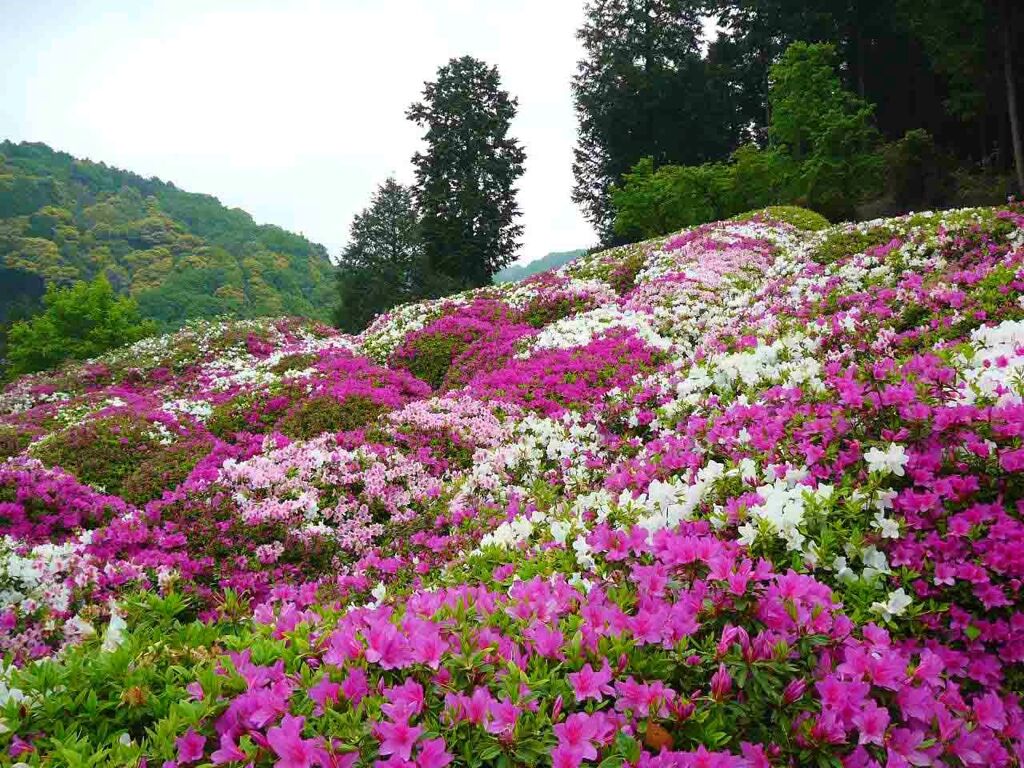 紫式部の愛したつつじ