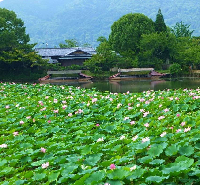 紫式部の愛した蓮、京都大覚寺