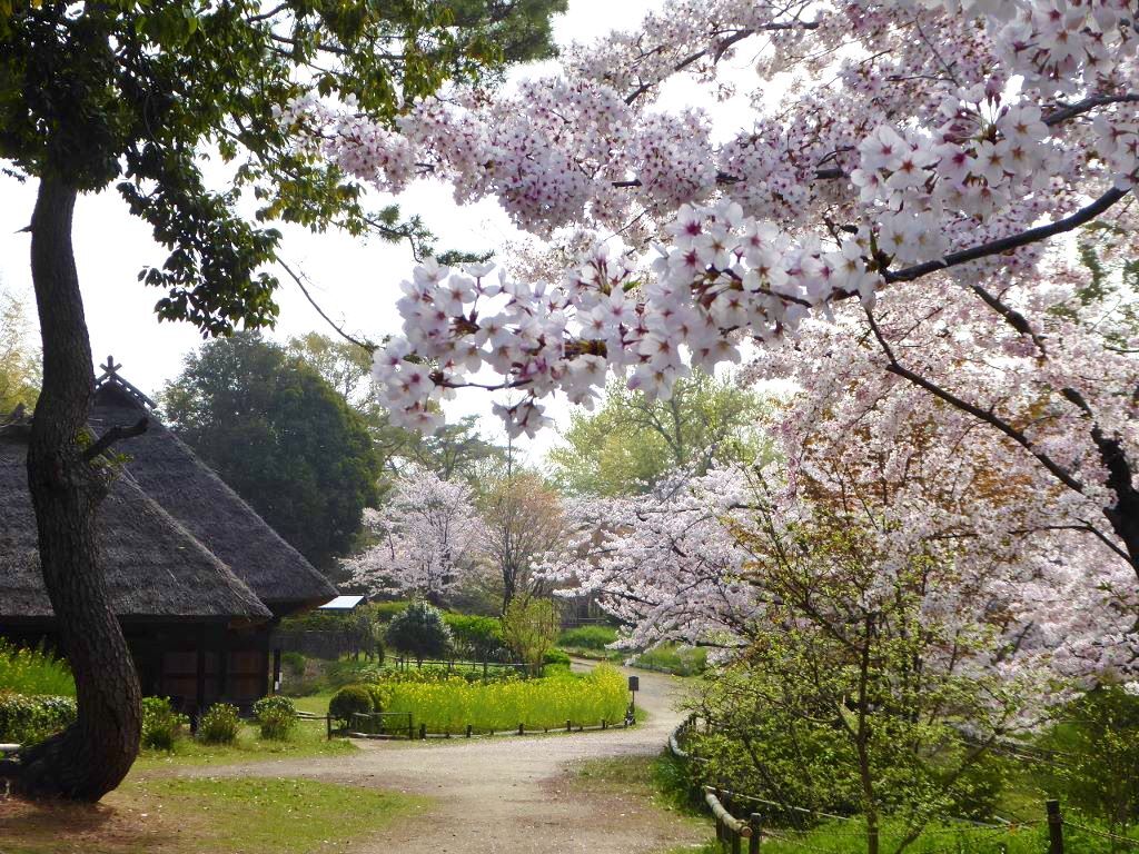 故郷の桜