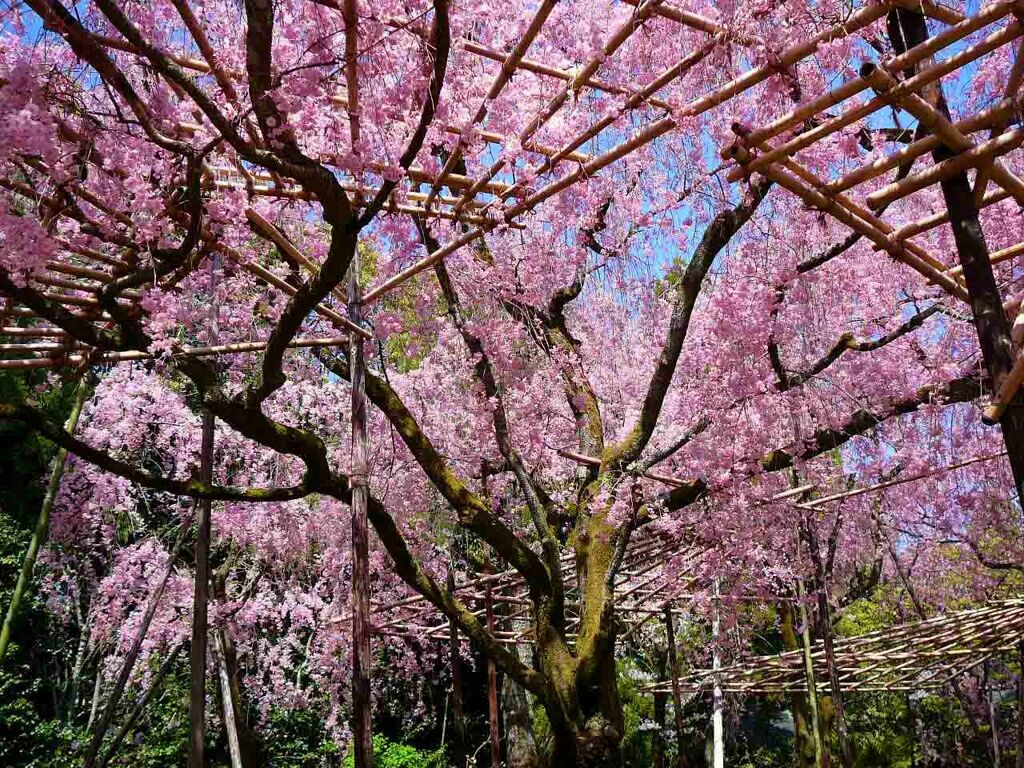 天空の桜