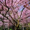 天空の桜