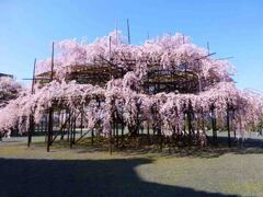 奈良山の辺の道の超巨大桜